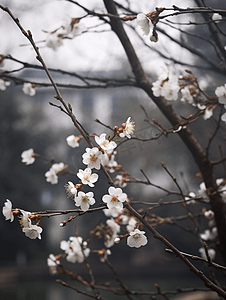杭州植物园盛开的白梅