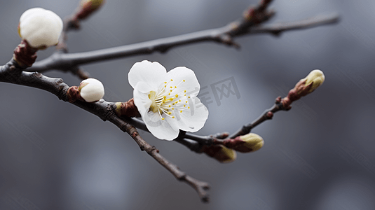 杭州植物园盛开的白梅