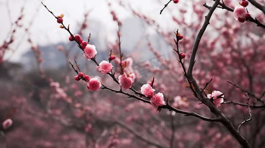 杭州园林摄影照片_杭州植物园盛开的梅花