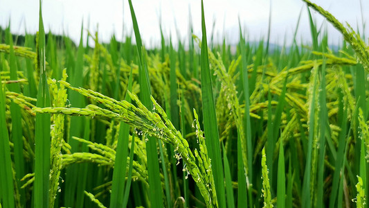 实拍风吹稻花飘香绿色稻谷