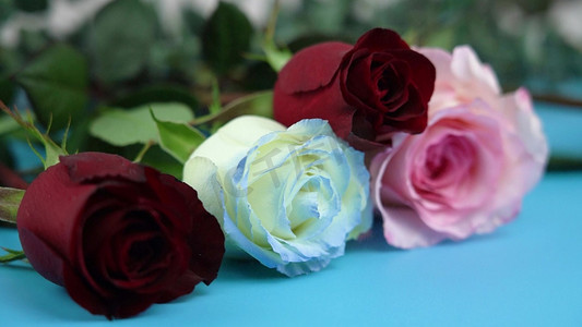 白玫瑰情人节摄影照片_唯美情人节新鲜玫瑰花实拍