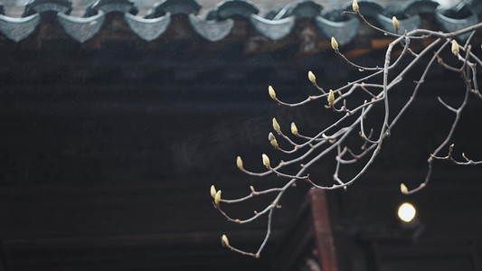 古风烟雨摄影照片_春天下雨古风屋檐玉兰花实拍1080