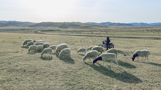 内蒙古乌兰布统草原牧场羊群