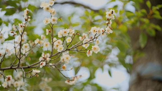 明媚春天摄影照片_唯美春天阳光下梅花和蜜蜂实拍1080