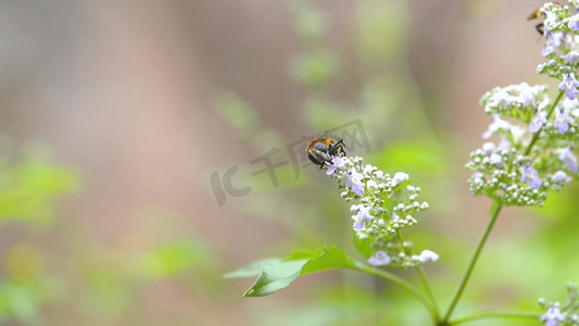 花丛中采蜜的蜜蜂