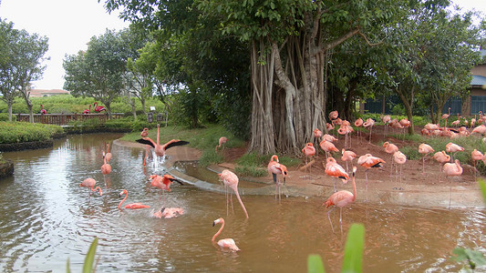 粉色花底纹素材摄影照片_实拍粉色天鹅火烈鸟在公园里戏水