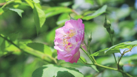 阳光明媚春暖花开摄影照片_实拍春日阳光花朵春暖花开蔷薇花