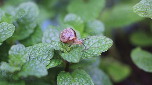 蜗牛大便摄影照片_实拍春天惊蛰昆虫蜗牛