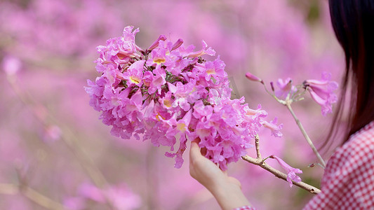 春风袭来摄影照片_实拍春天唯美写意女性摸花朵动作赏春踏春