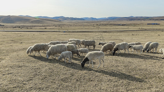拷内蒙古乌兰布统草原牧场羊群贝