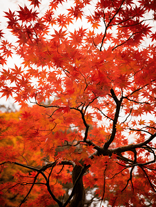 秋天的枫树枫叶摄影