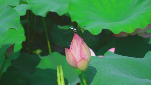 窗边红蜻蜓摄影照片_实拍夏天荷叶上的蜻蜓自然风景