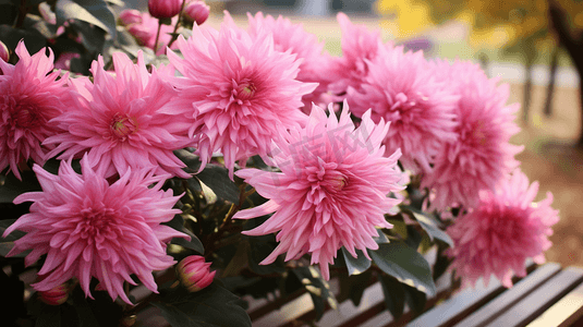 盛开的菊花重阳节