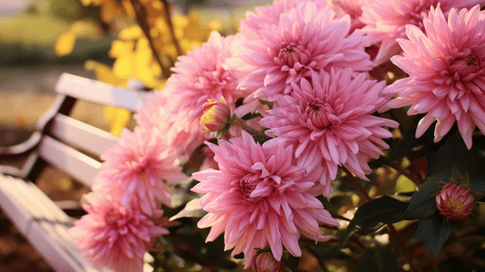 盛开的菊花重阳节