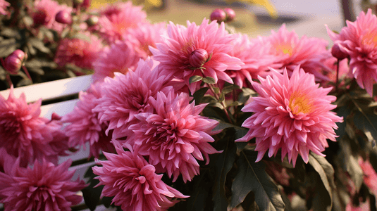 盛开的菊花重阳节