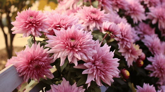 重阳节摄影照片_盛开的菊花重阳节