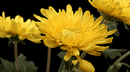 重阳节摄影照片_盛开的菊花重阳节