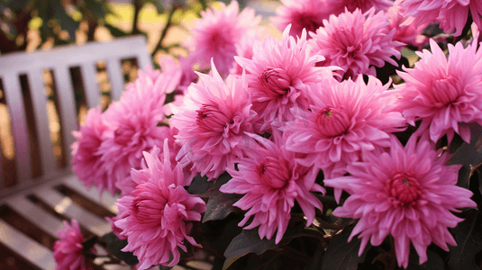 盛开的菊花重阳节