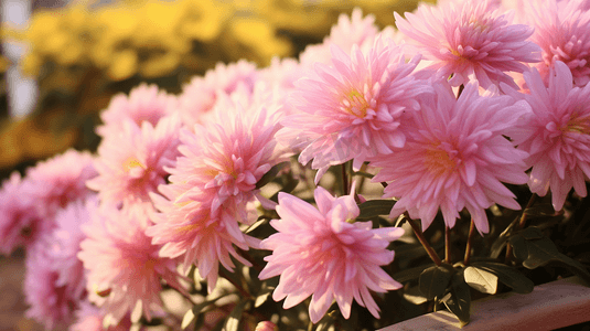 盛开的菊花重阳节