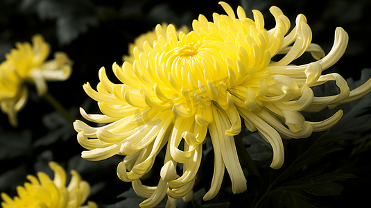 盛开的菊花重阳节