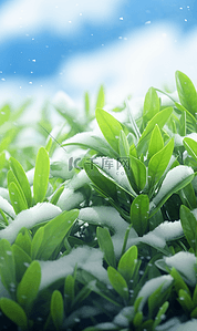 冬天落满雪花的草叶二十四节气背景