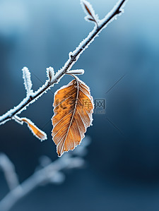 霜降叶子背景图片_黄色树叶上的白霜6