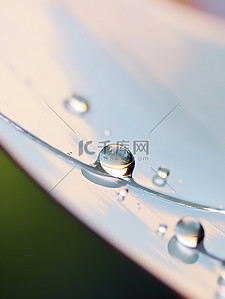 树叶上的水滴背景图片_露珠树叶上的水珠19