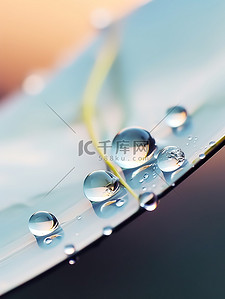 树叶上的水滴背景图片_露珠树叶上的水珠14