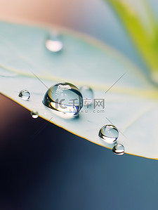树叶上的水滴背景图片_露珠树叶上的水珠13