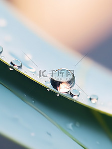 树叶上的水滴背景图片_露珠树叶上的水珠7