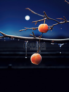 柿子霜降背景图片_挂在树上的一个柿子霜降13