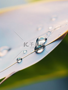 树叶上的水滴背景图片_露珠树叶上的水珠12