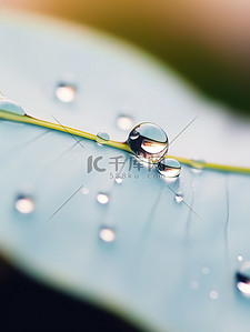 树叶上的水滴背景图片_露珠树叶上的水珠16