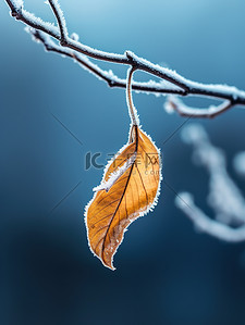 霜降叶子背景图片_黄色树叶上的白霜15