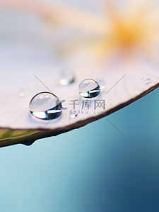 树叶上的水滴背景图片_露珠树叶上的水珠1