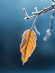 霜降叶子背景图片_黄色树叶上的白霜5