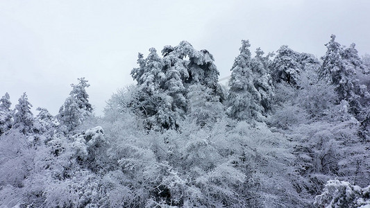  高山树林上积满了雪雪景航拍