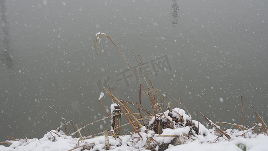 1080冬天下雪天河边枯草飘雪画面孤独意境