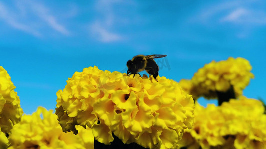 拍摄春天花开蜜蜂采蜜风景