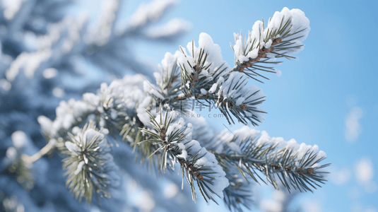 冬季下雪背景图片_冬季下雪的松树植物背景5