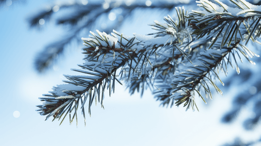 冬季下雪的松树植物背景24