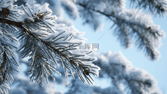 冬季下雪背景图片_冬季下雪的松树植物背景14