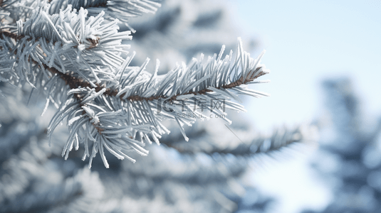 冬季下雪的松树植物背景25