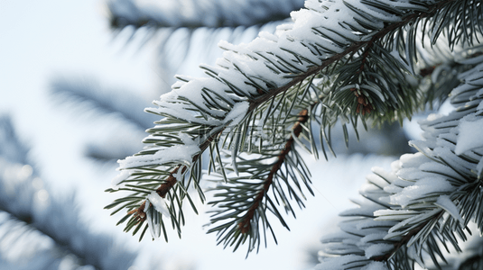 冬季下雪背景图片_冬季下雪的松树植物背景12