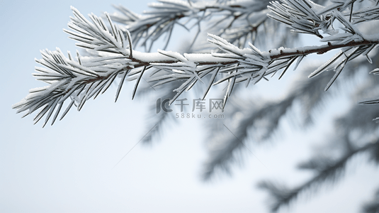 冬季下雪的松树植物背景28