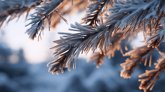 冬天的树枝背景图片_冬季下雪的松树植物背景4