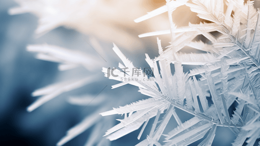 冬季雾凇植物质感背景22