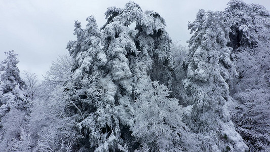  高山树林上积满了雪雪景航拍