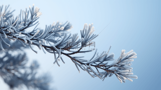 冬天的树枝背景图片_冬季下雪的松树植物背景16