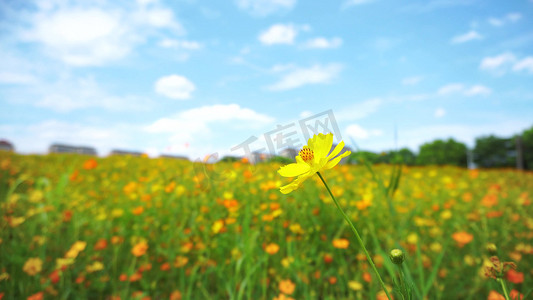 实拍唯美蓝天白云下黄色小菊花花海自然风景